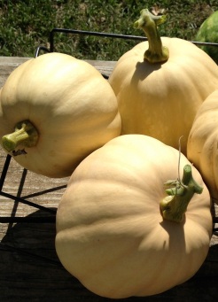 These physically challenged winter squash will make some fine holiday pies this year. A cross between Butternut and I believe a buttercup. Maybe. Large like basketball size, beautiful sweet bright orange flesh. Pie makin' material. 